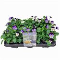 Afbeelding van Viola P12 New Denim jump up